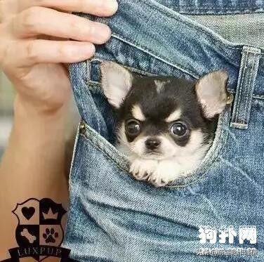 茶杯犬可不可爱会不会咬人,养茶杯犬的好处