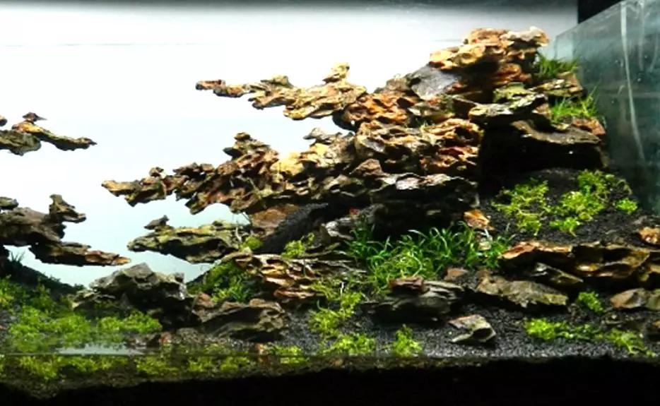 草缸造景教程：胶水造景太温柔，男人就该上电钻