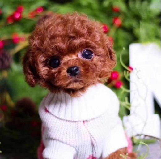 为什么茶杯犬不可以养,茶杯犬多少钱一只好不好养呢