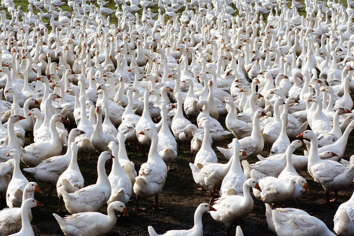 黄冈市2020第四季度开工项目,黄冈重点项目第四季度