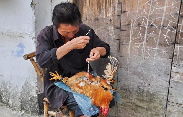 怎么做阉鸡,阉鸡怎么阉的步骤