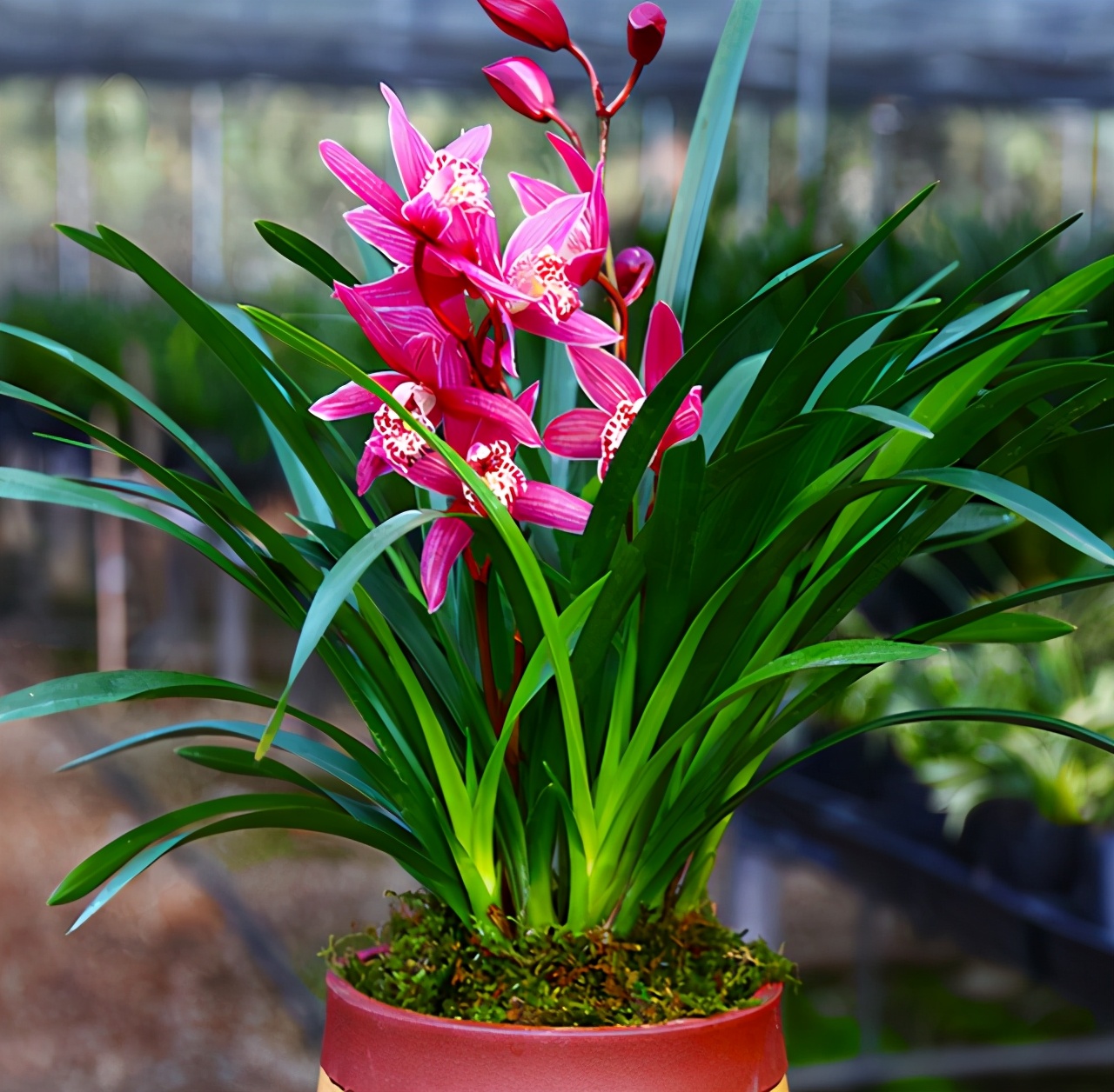 建兰红贵妃兰花是什么品种,建兰五个必养品种大全