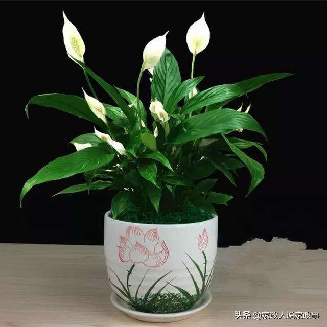 适合家庭摆放的大型绿植,推荐几种在家里摆放的绿植