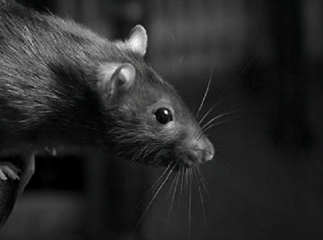 神秘老外上飞机带两只老鼠,神秘老外带两只老鼠出国