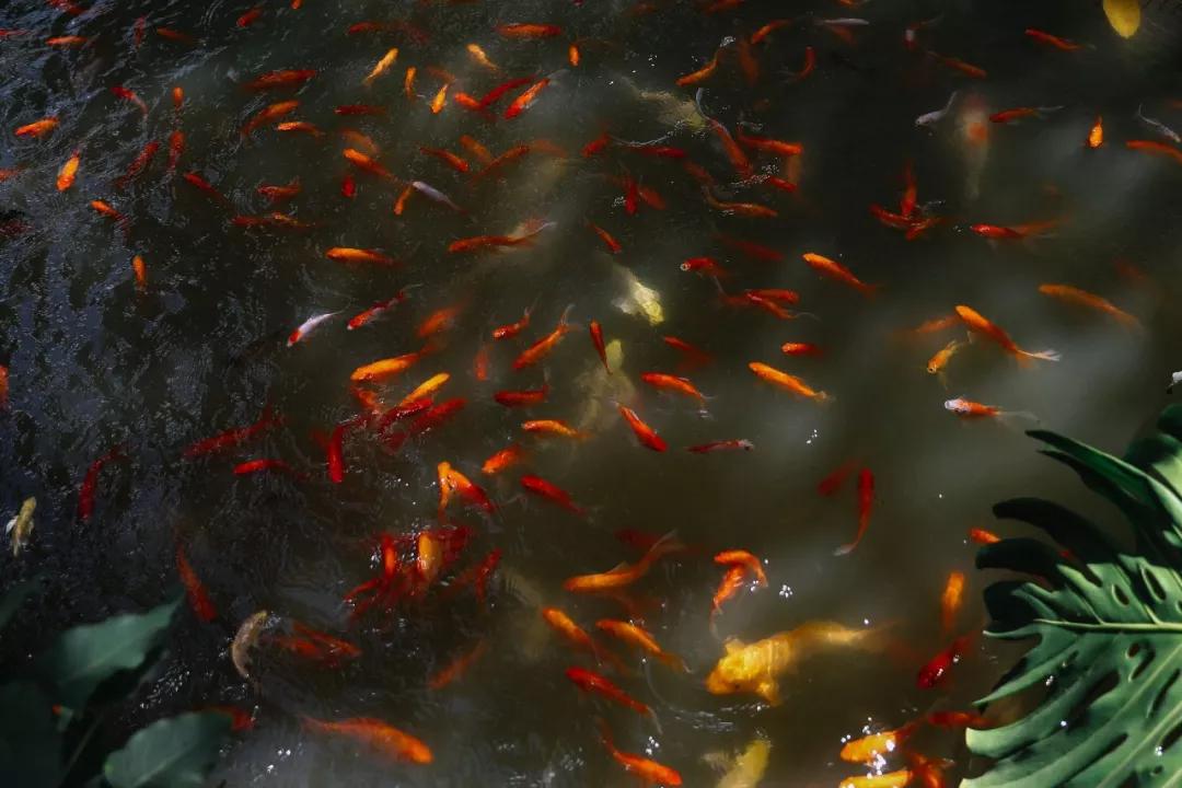 如何正确搭配显高又显瘦春游穿搭,一身非常时尚的穿搭既显高又显瘦