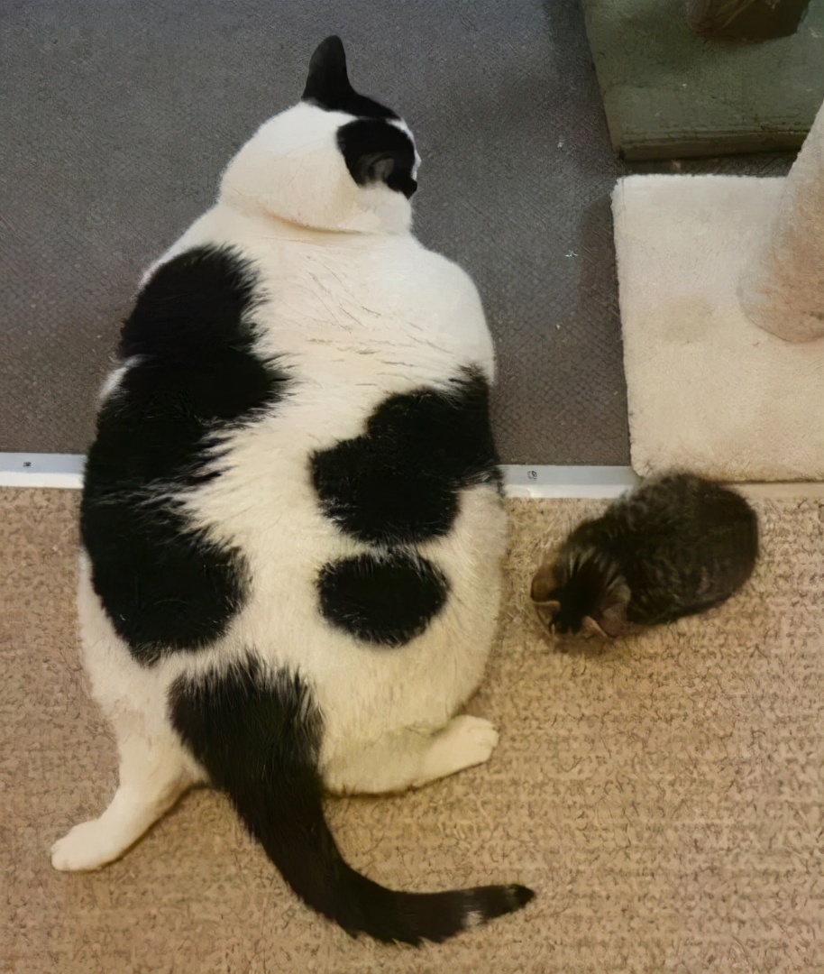 猫式伸展减肥有用吗,猫太胖了怎么减肥