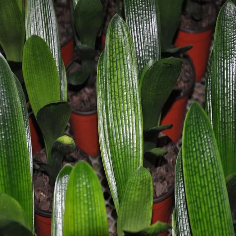 给君子兰浇水视频,给君子兰浇水指南怎么写