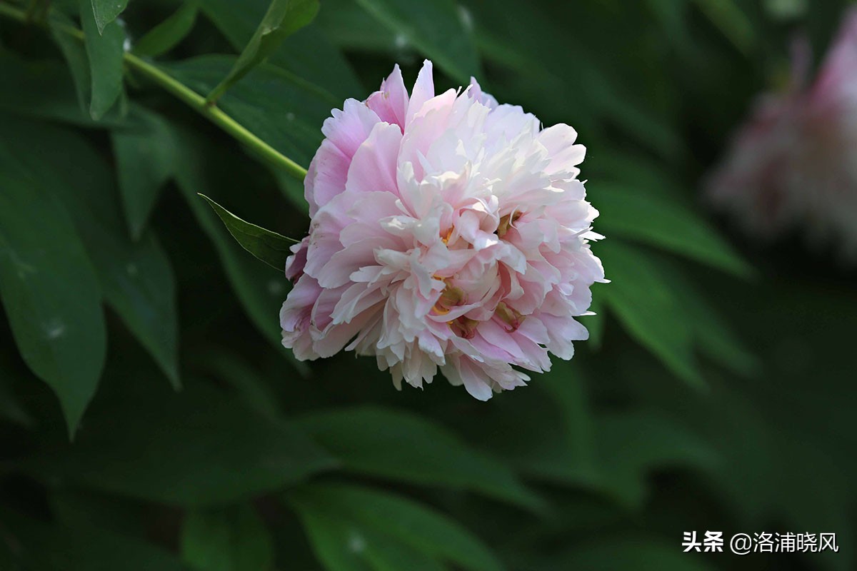 大院绿化的回忆——顺便看看院里的芍药定个究竟有多少种？