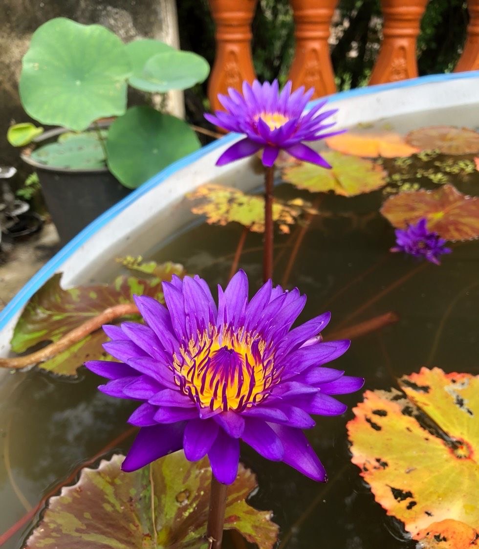 睡莲怎么养最好看,怎样养好睡莲黄叶子