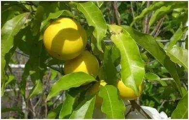 发家致富好项目1万元以下投资,致富项目10万以下