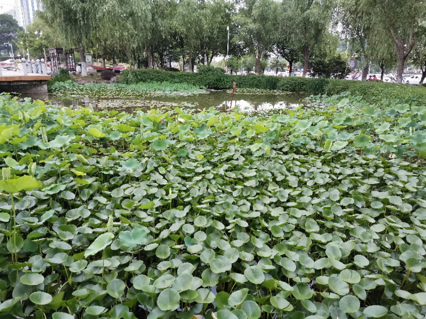 南京天印湖公园,江宁区大学城天印湖公园