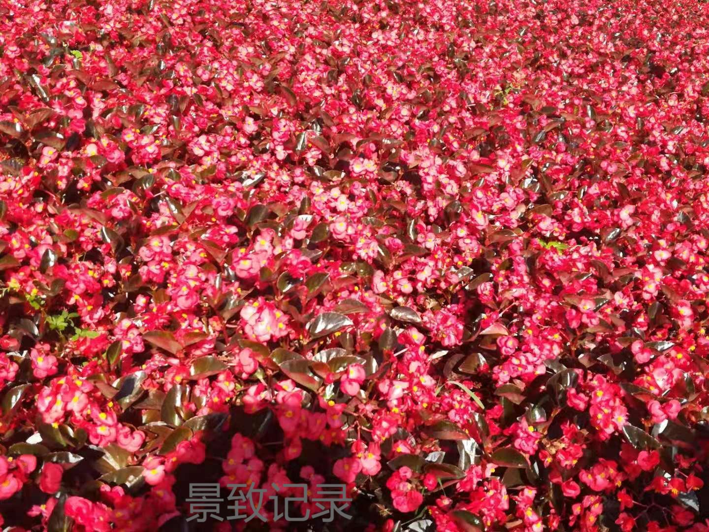 美丽的重庆南山植物园游玩记录,大足南山植物园有哪些植物