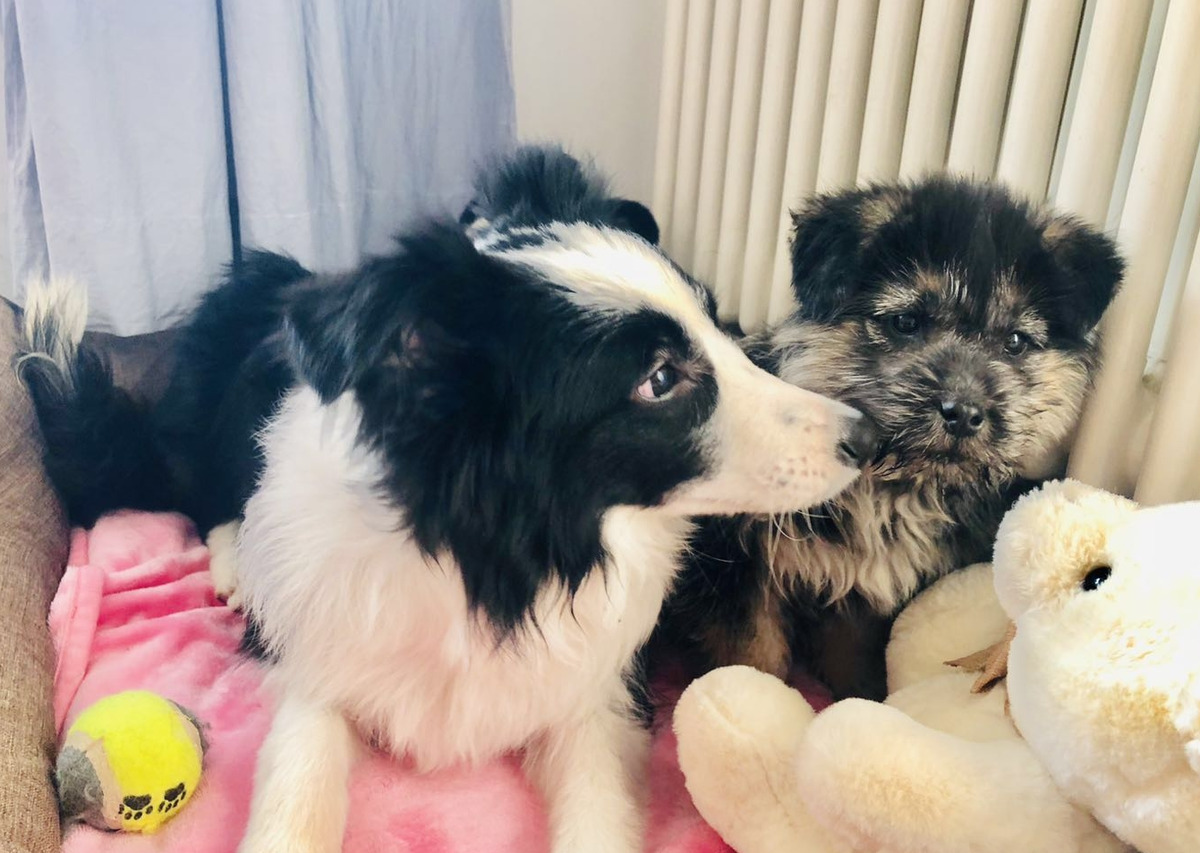 狗狗必买的十种玩具,什么东西才是狗狗最喜欢的玩具