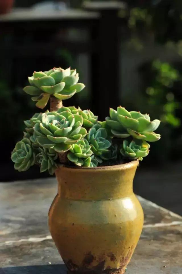 容易爆盆又好养的多肉你值得拥有,容易养好养活而且便宜的多肉