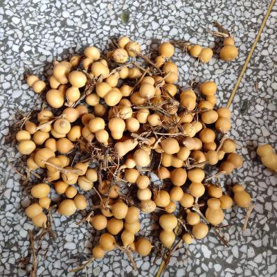 文玩葫芦怎么做旧,手捻葫芦文玩包浆