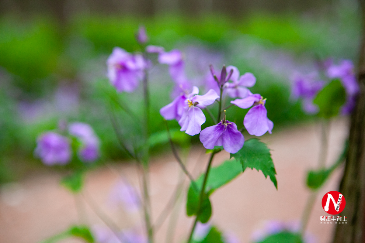 兴化三日游自驾游路线,去兴化看油菜花海攻略