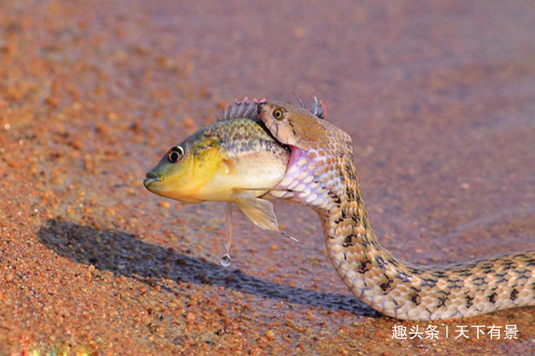 蛇为什么不怕饿,蛇为什么生命力这么强