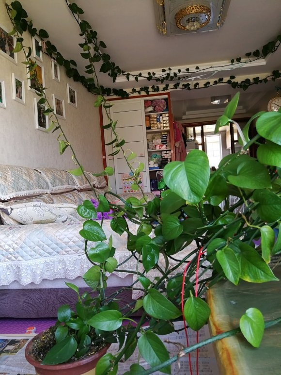 绿萝爆盆浇水方法,刚上盆的绿萝最好浇不浇水