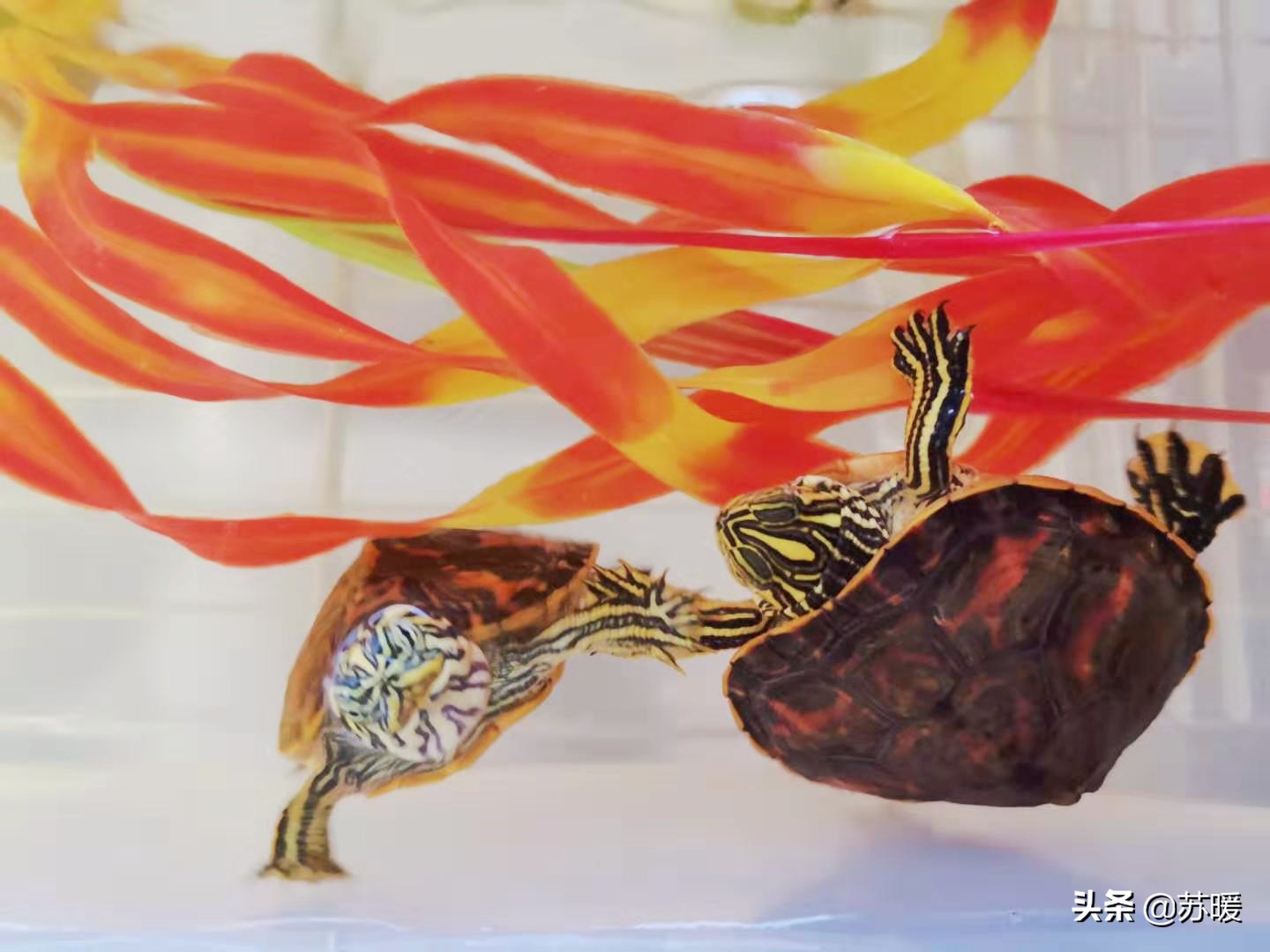 如何看龟龟肺炎好了,龟龟肺炎