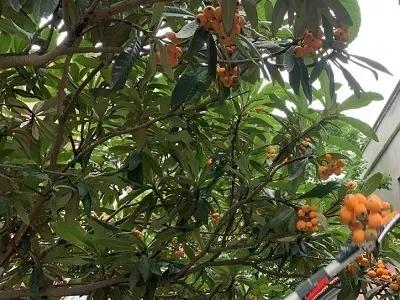 快乐采摘,采摘快乐收获喜悦