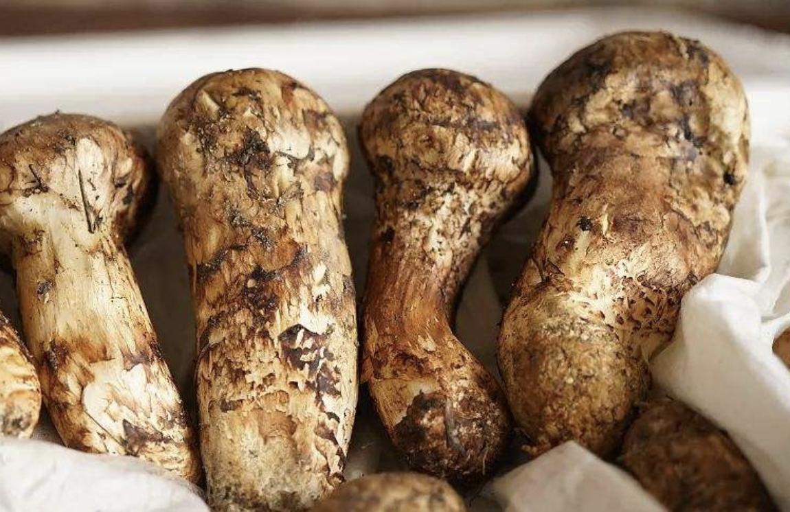 松茸是国家几级保护品种,松茸是二级珍稀菌吗