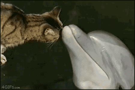 搞怪可爱猪图,搞笑猪脸图片