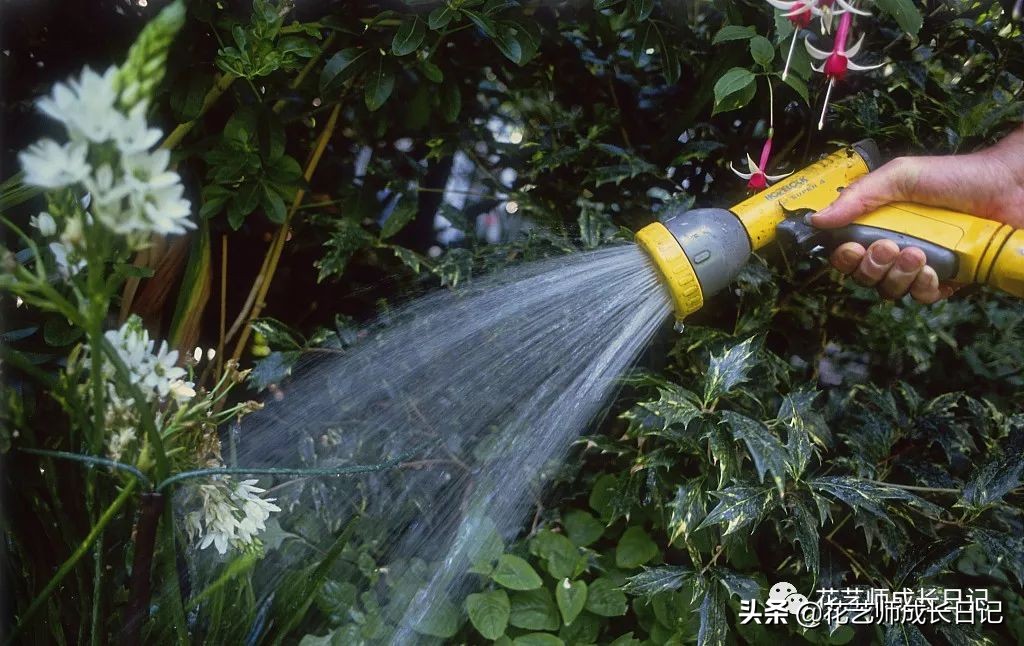 每日一花｜伯利恒之星，可用于治疗癌症，洁白可爱