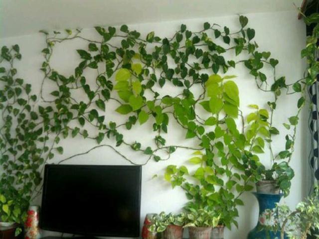 养绿萝，埋上几粒“煮豆豆”，胜过养花肥，油光锃亮爬满墙