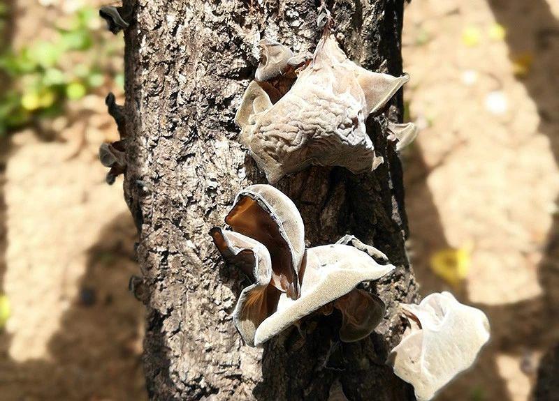 柞水黑木耳东方甄选,柞水木耳特产店