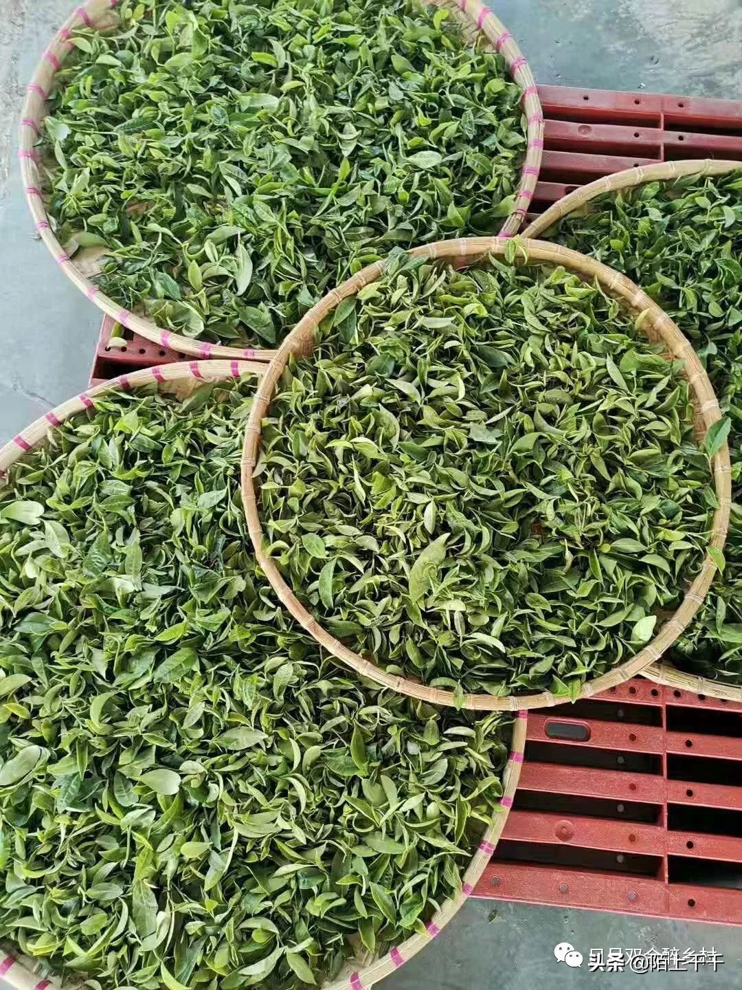 鹤山双好茶韵农耕研学基地值不值,江门茶文化研学基地