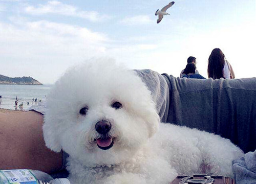 养宠经验分享狗狗训练,比熊7个月还能笼养吗