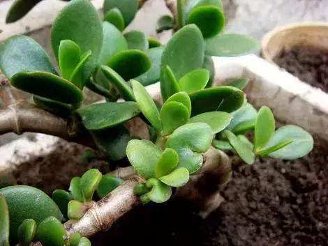 常见有毒红宝石多肉植物,最常见的多肉植物有毒吗