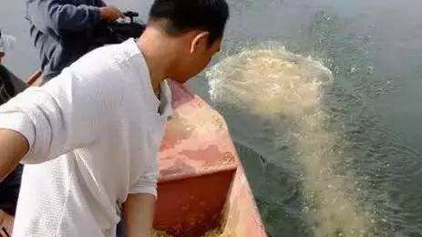 软饵铅头钩可以钓鲢鱼么,飞钩钓鲢鳙怎么样