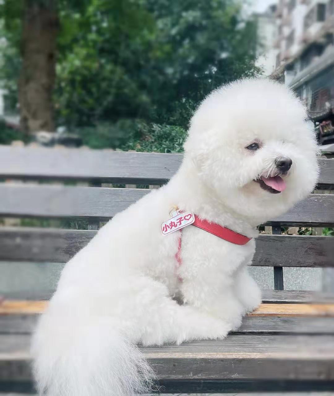 比熊真有那么笨吗,比熊犬的优点和缺点