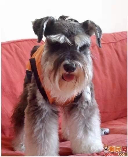 狗狗大全,送给喜欢狗的人）