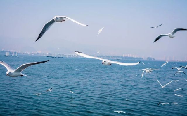 什么是云南品种,什么是云南的特色