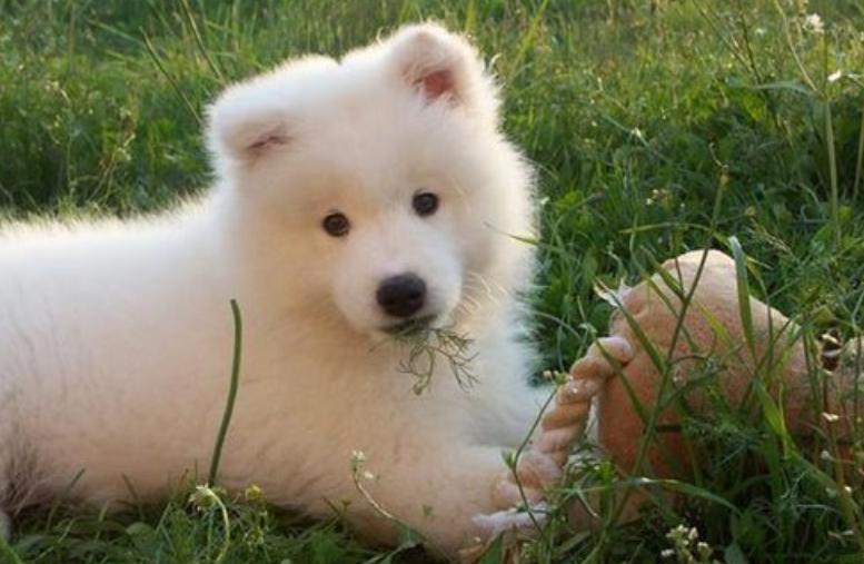 狗耳螨可以用双氧水洗吗,狗耳螨可以用碘伏擦吗