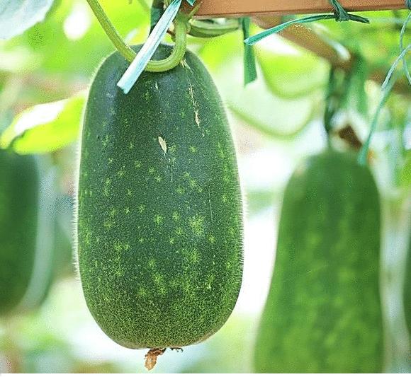 广东节瓜种植搭架技术,广东节瓜什么时候种植最好