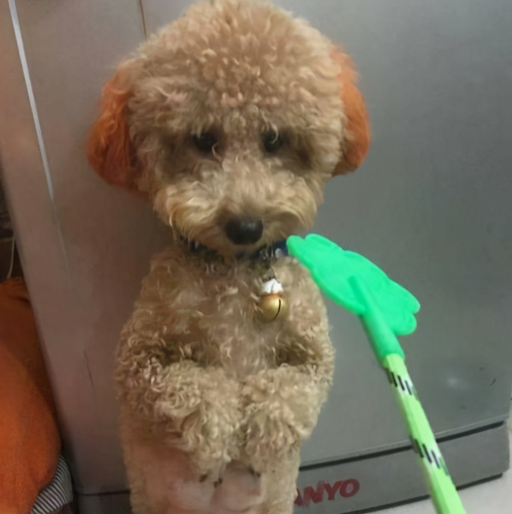 泰迪命门在哪里,泰迪的命门