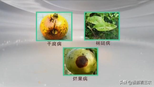 石榴防开裂套袋,石榴疏果技术