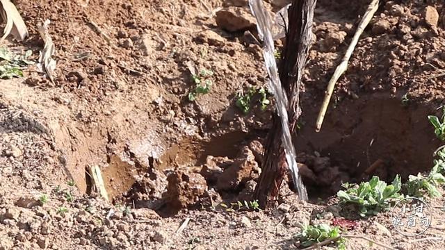 葡萄苗木怎么栽培,葡萄苗木种植技术