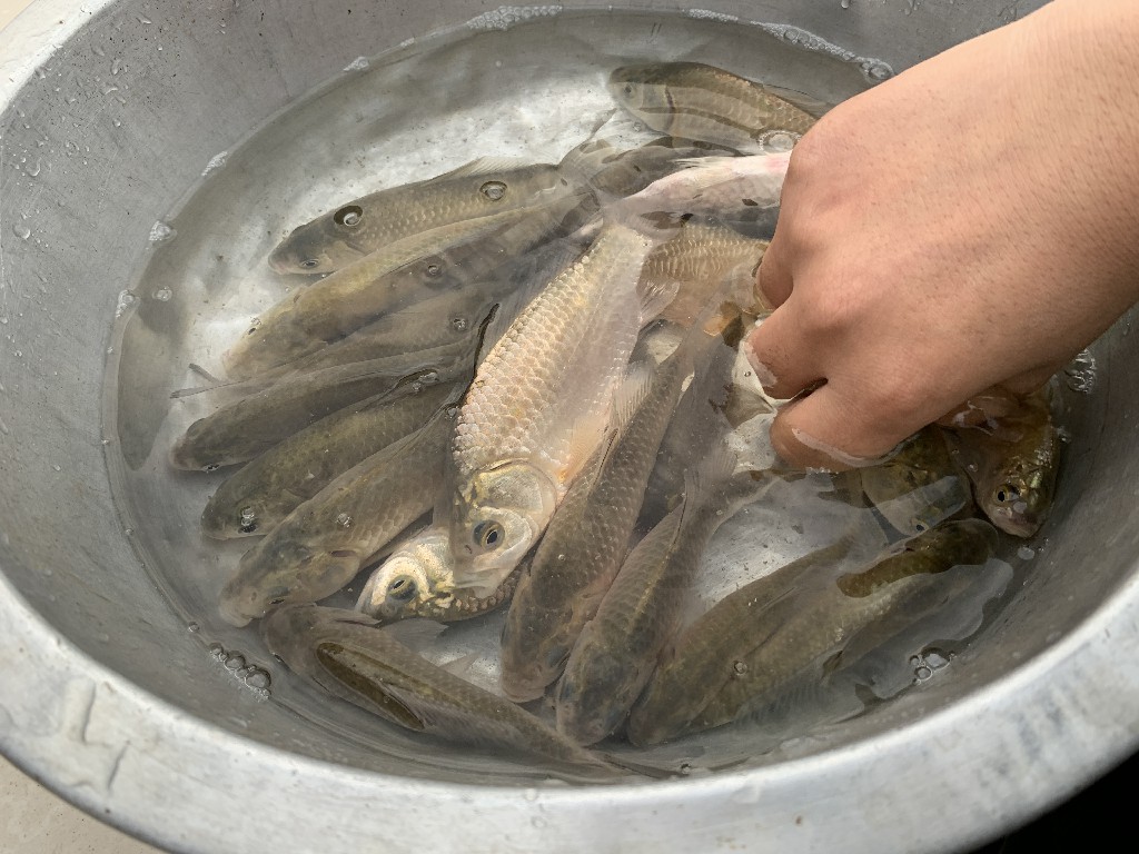 炖鱼要不要熬老汤,炖鱼需要注意些什么