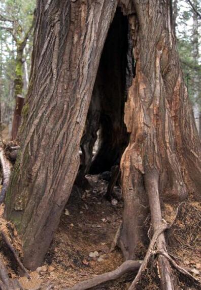 熊为什么会在冬天冬眠解答,熊要冬眠吗熊在什么季节开始冬眠