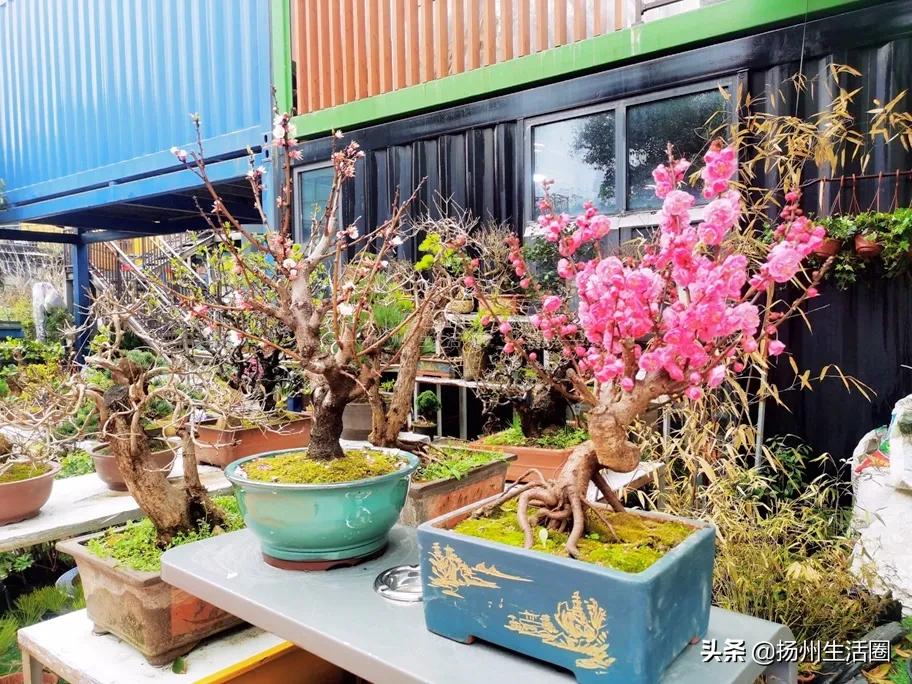 2元花盆批发,2元左右的花盆