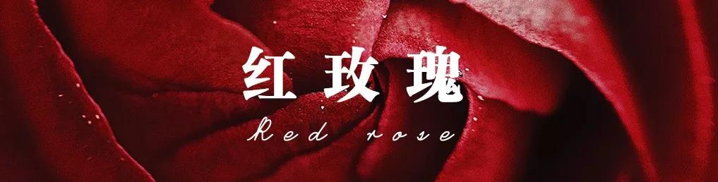 花店常用玫瑰花品种大全,一篇文章带你认识三亚40种花