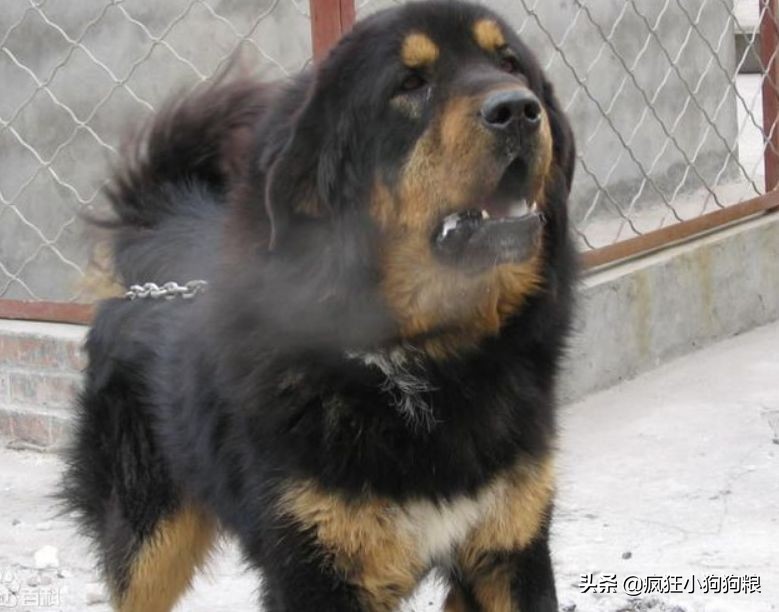 战斗力最强的土狗是什么品种,这40种土狗其实都是超酷的品种犬