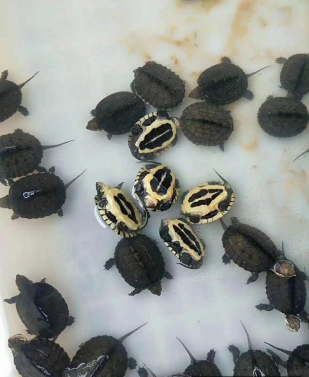 养龟需要给鱼缸消毒么,养龟需要下盐吗