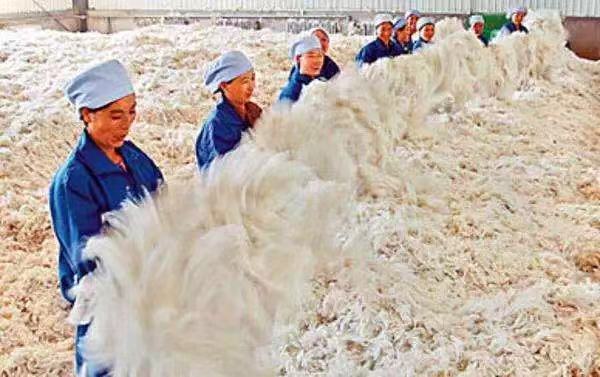 克什米尔羊毛跟羊绒的区别,100支高支羊毛和羊绒的区别