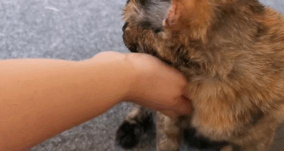 二十多岁进宫,在紫禁城中撸猫8年,她揭开了不为人知的故宫往事