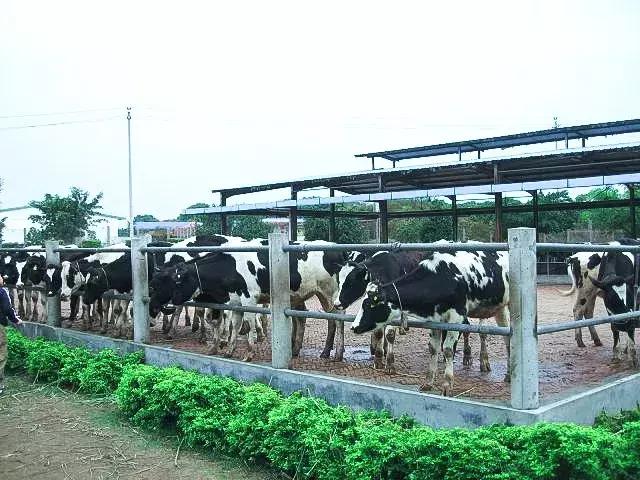 深圳光明发展最好的地方在哪,深圳光明区有什么好的地方